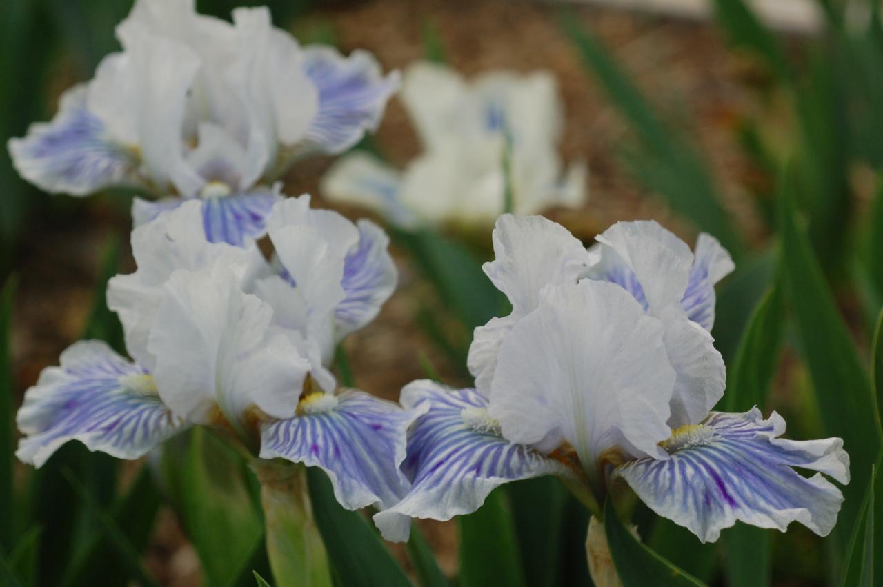 Photo of Standard Dwarf Bearded Iris (Iris 'Eye Lines') uploaded by Calif_Sue