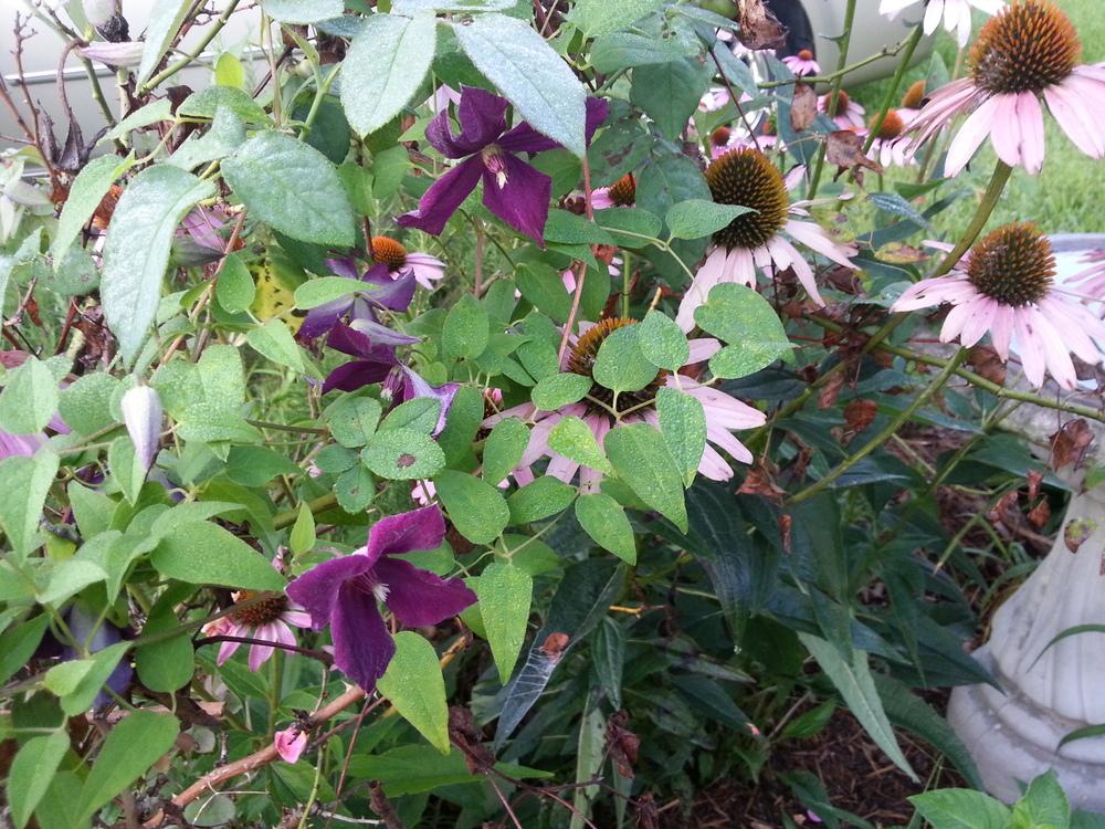 Photo of Clematis 'Jackmanii' uploaded by value4dollars