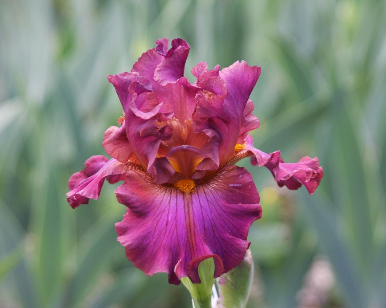 Photo of Tall Bearded Iris (Iris 'Winterberry') uploaded by Calif_Sue
