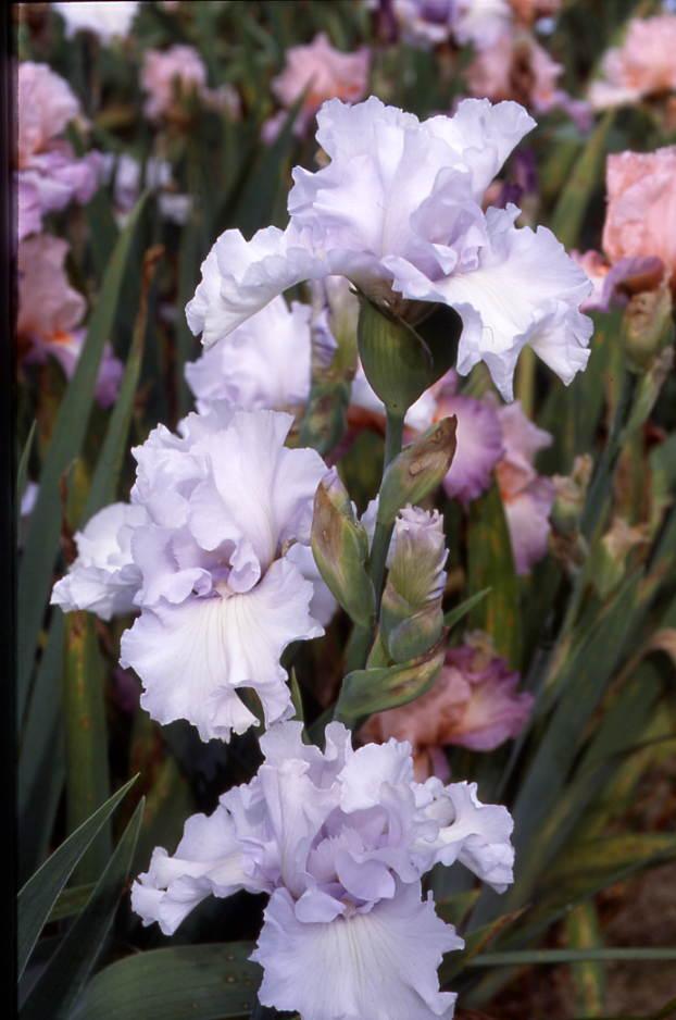 Photo of Tall Bearded Iris (Iris 'Lady of Leoness') uploaded by Calif_Sue