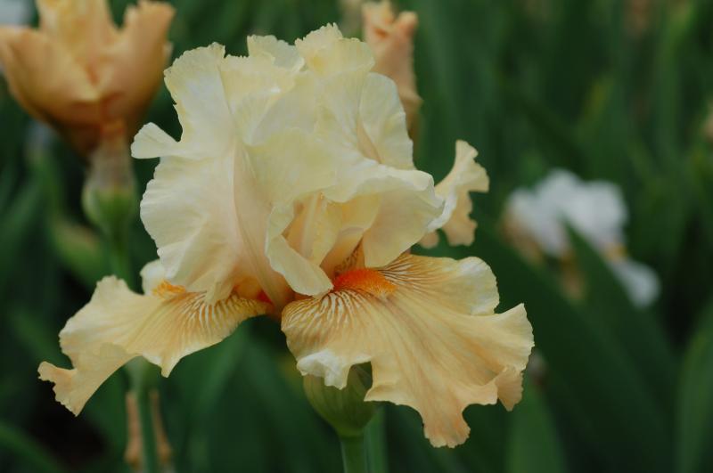 Photo of Tall Bearded Iris (Iris 'Carefree Days') uploaded by Calif_Sue