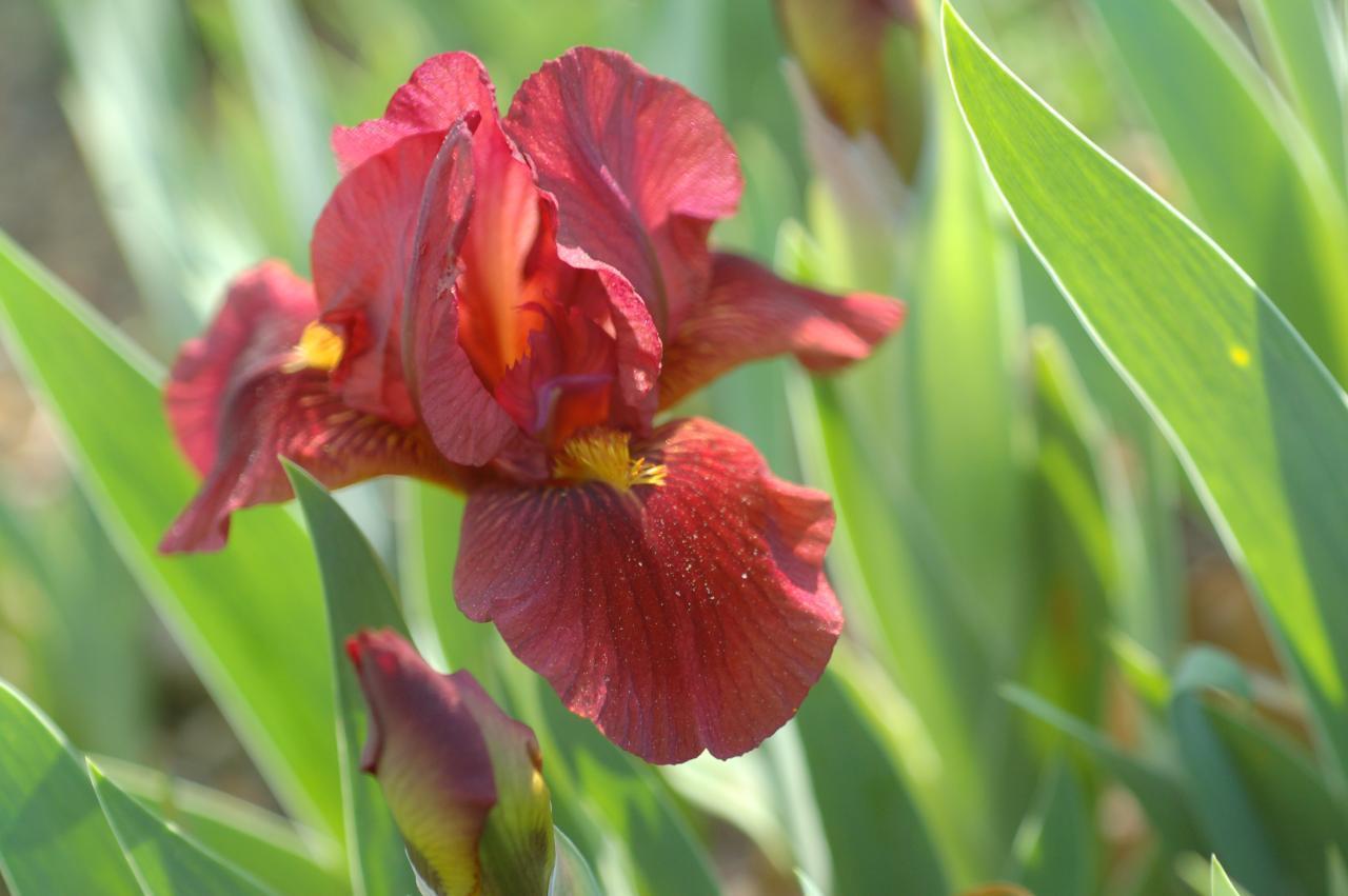 Photo of Standard Dwarf Bearded Iris (Iris 'Cardinal Coat') uploaded by Calif_Sue
