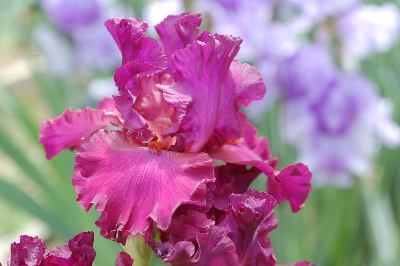 Photo of Tall Bearded Iris (Iris 'Linda Laing') uploaded by Calif_Sue