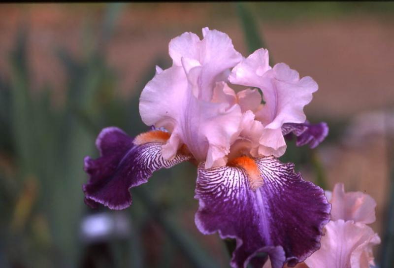 Photo of Tall Bearded Iris (Iris 'Secret Santa') uploaded by Calif_Sue