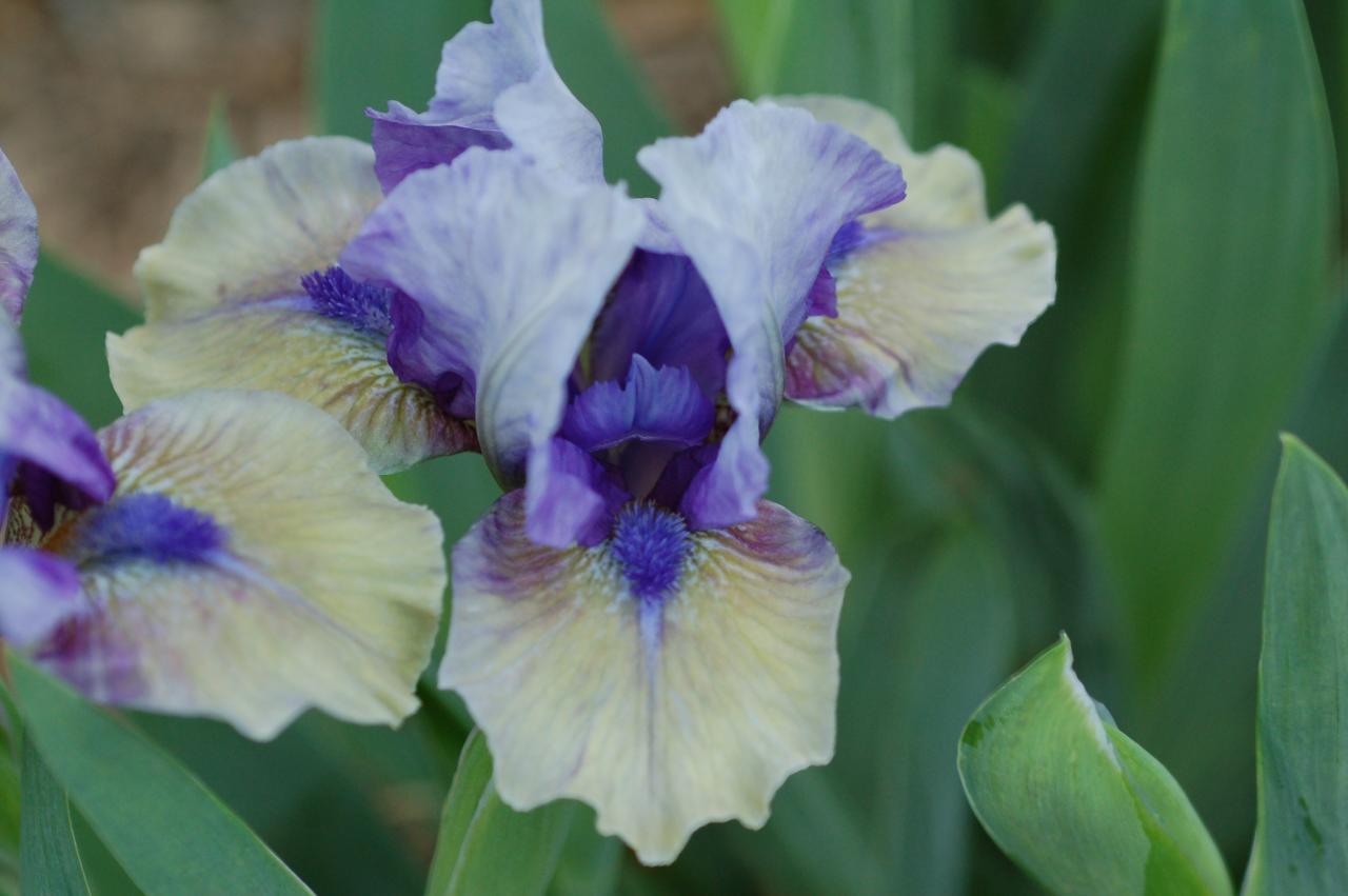 Photo of Standard Dwarf Bearded Iris (Iris 'Muppet') uploaded by Calif_Sue