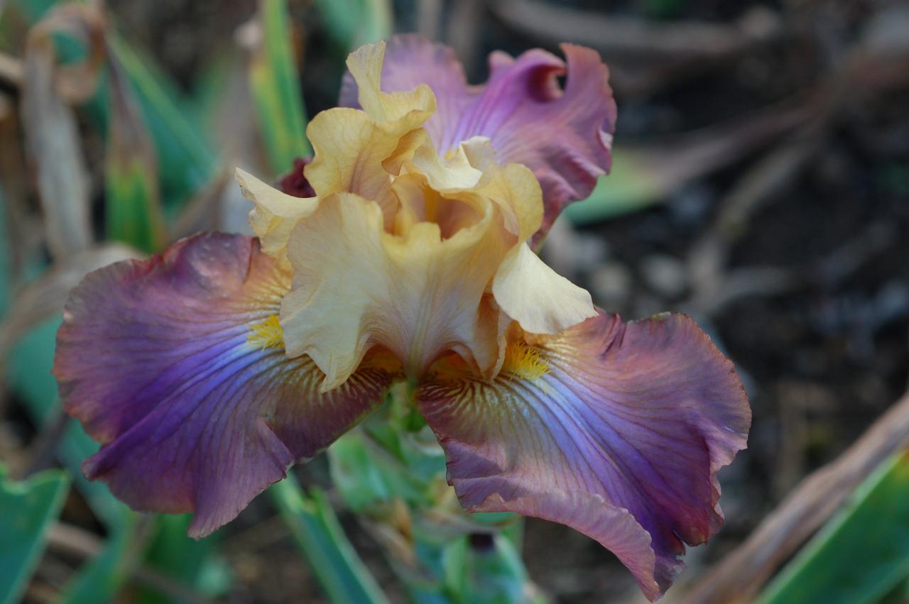 Photo of Border Bearded Iris (Iris 'Flo') uploaded by Calif_Sue