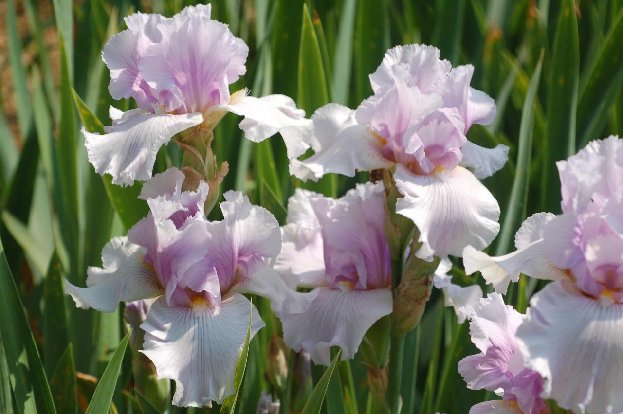 Photo of Tall Bearded Iris (Iris 'Chiffon Gown') uploaded by Calif_Sue