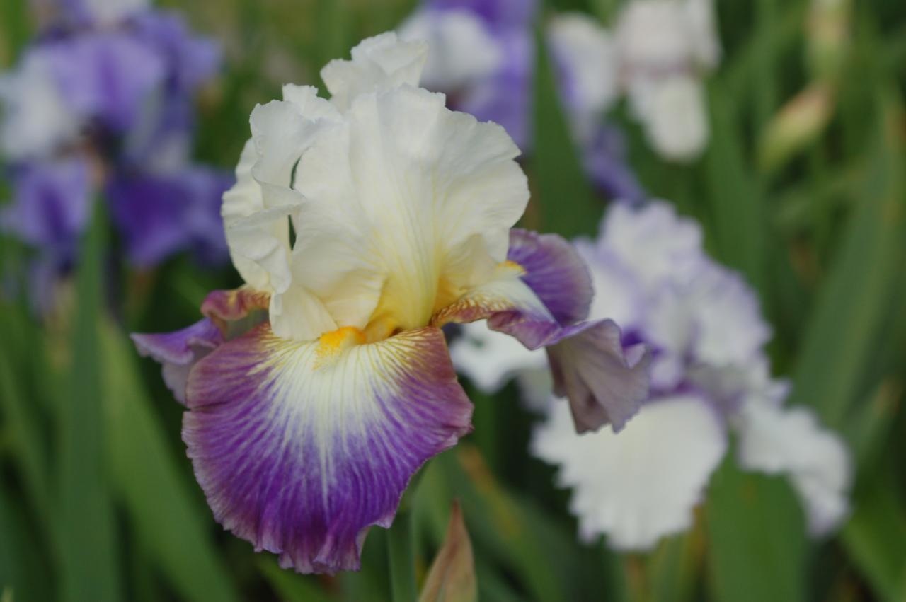 Photo of Tall Bearded Iris (Iris 'Carrie Winter') uploaded by Calif_Sue