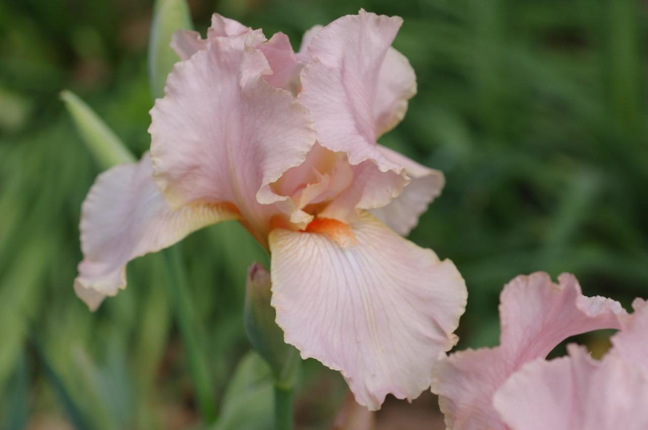 Photo of Border Bearded Iris (Iris 'Pink Puppy') uploaded by Calif_Sue