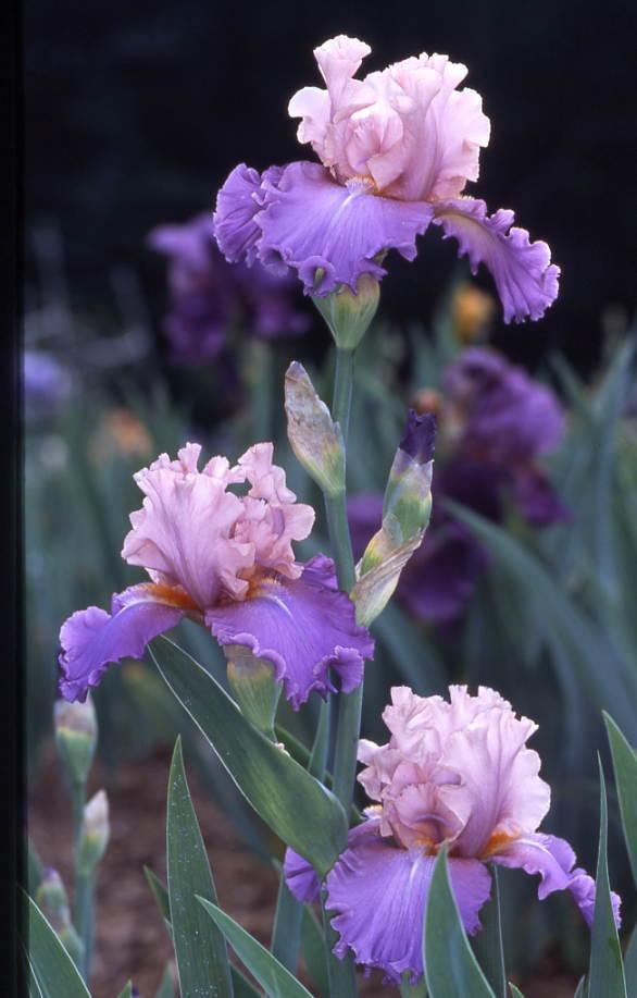 Photo of Tall Bearded Iris (Iris 'Little John') uploaded by Calif_Sue