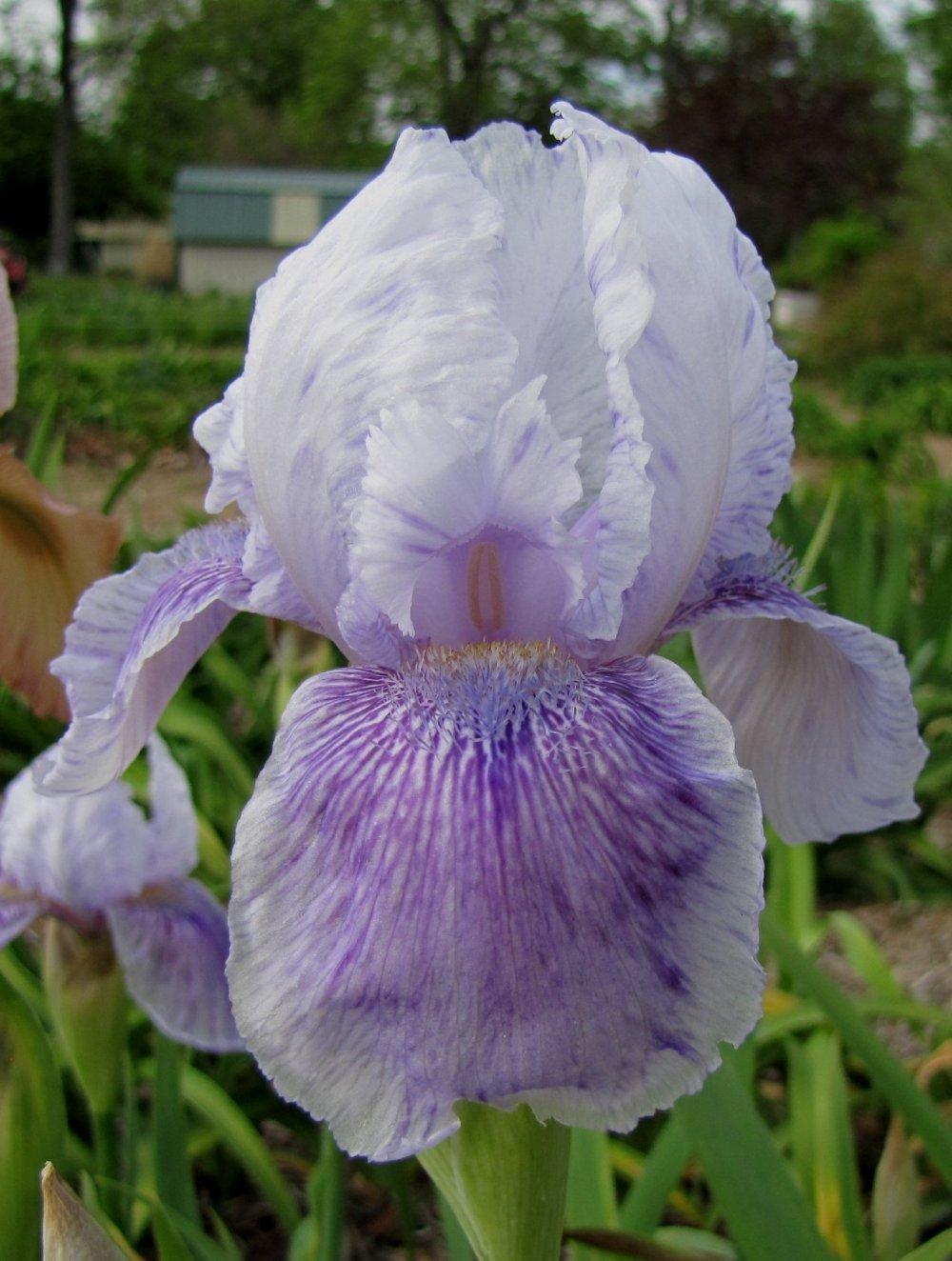 Photo of Arilbred Iris (Iris 'Silent Tears') uploaded by HoosierHarvester