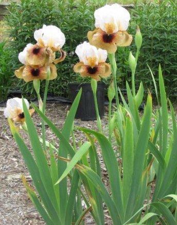 Photo of Arilbred Iris (Iris 'Aztec Prince') uploaded by HoosierHarvester