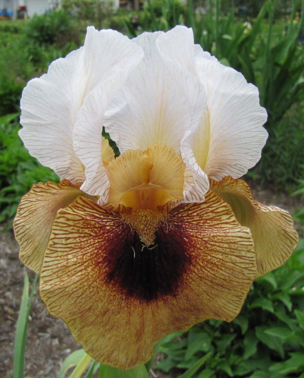 Photo of Arilbred Iris (Iris 'Aztec Prince') uploaded by HoosierHarvester