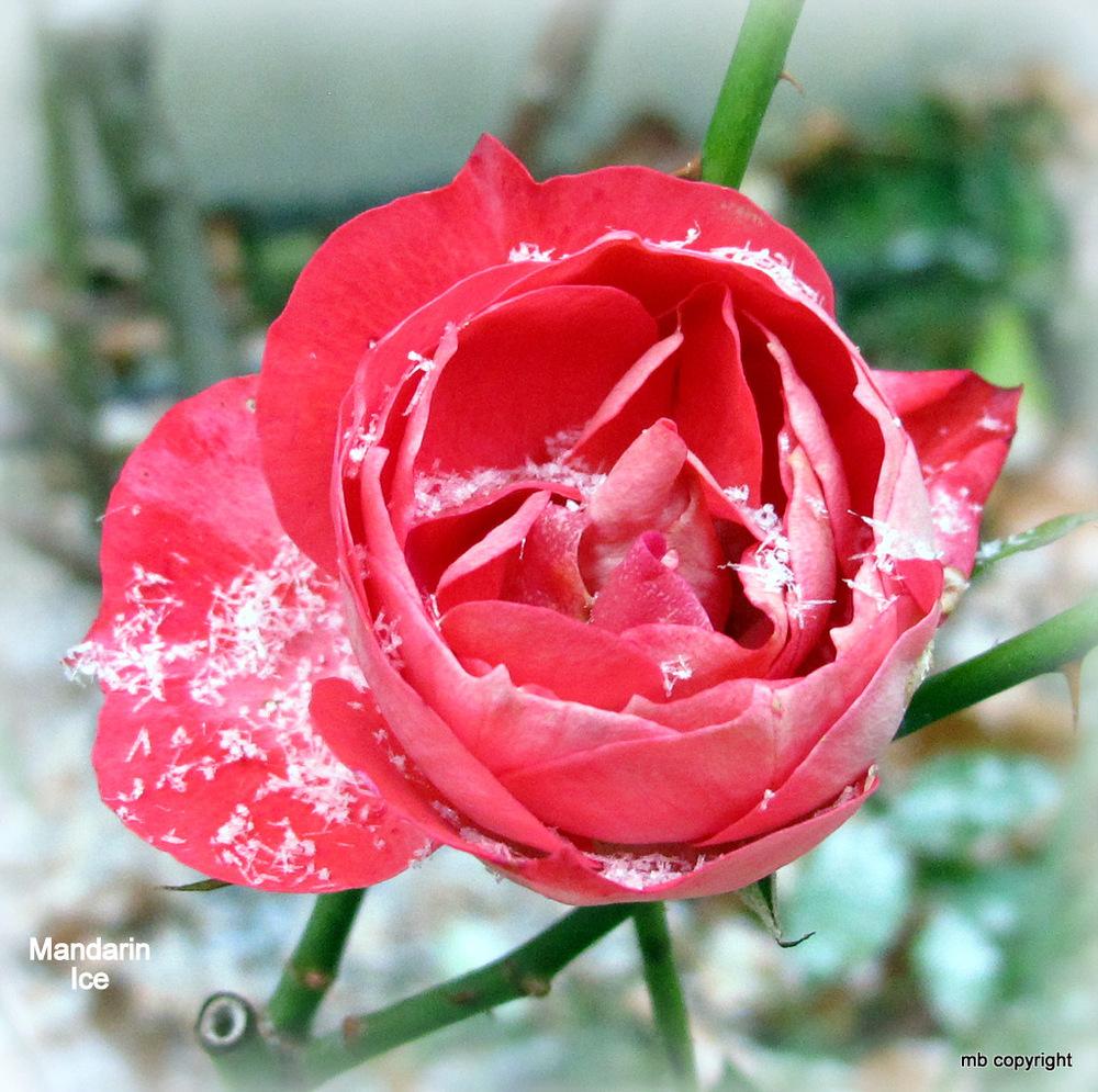 Photo of Rose (Rosa 'Planten un Blomen') uploaded by MargieNY