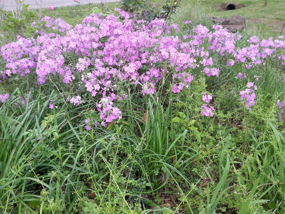 Photo of Phloxes (Phlox) uploaded by value4dollars