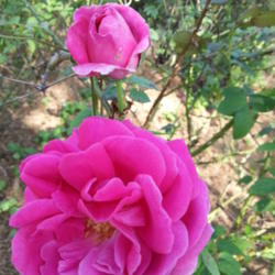 Location: Gulf-coast Texas
Date: 2014-05-11
Shrub rose from Texas Antique Roses
