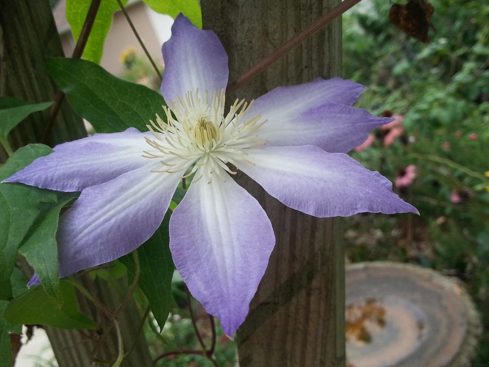 Photo of Clematis uploaded by value4dollars