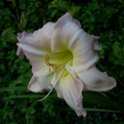 Location: my garden
Date: 2012-08-13
This #seedling is from Critterologist's seed from auction. We lov