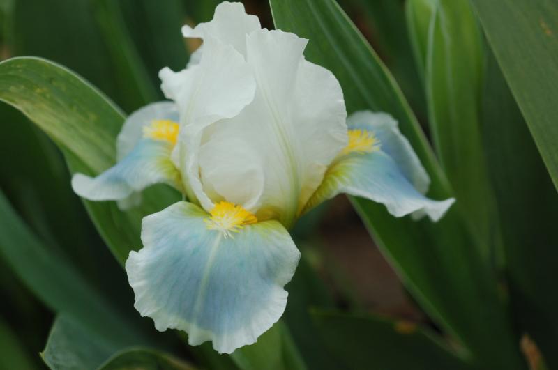 Photo of Standard Dwarf Bearded Iris (Iris 'Teagan') uploaded by Calif_Sue