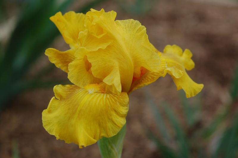 Photo of Intermediate Bearded Iris (Iris 'Hot Glow') uploaded by Calif_Sue