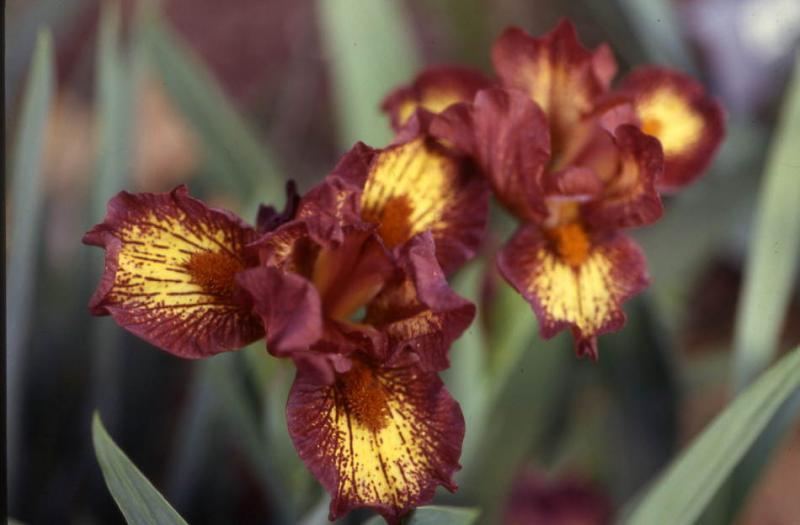 Photo of Standard Dwarf Bearded Iris (Iris 'Spiderlady') uploaded by Calif_Sue