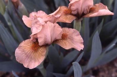Photo of Standard Dwarf Bearded Iris (Iris 'Sandsong') uploaded by Calif_Sue