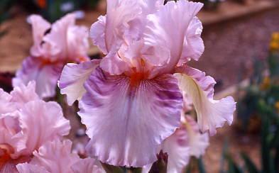 Photo of Tall Bearded Iris (Iris 'Spun Candy') uploaded by Calif_Sue