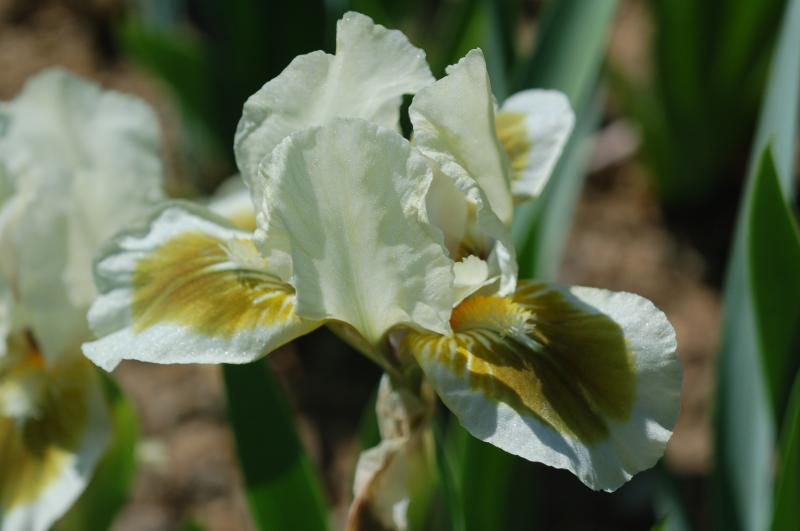 Photo of Standard Dwarf Bearded Iris (Iris 'Moss Spot') uploaded by Calif_Sue