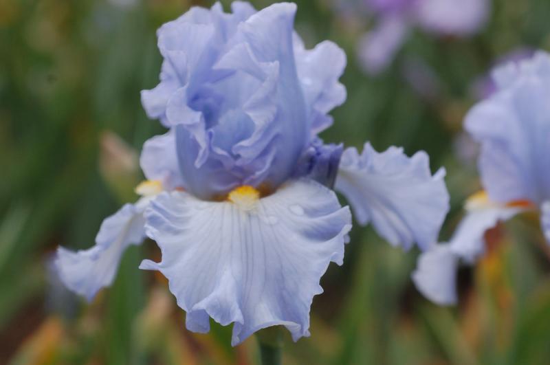 Photo of Tall Bearded Iris (Iris 'Sky and Sun') uploaded by Calif_Sue