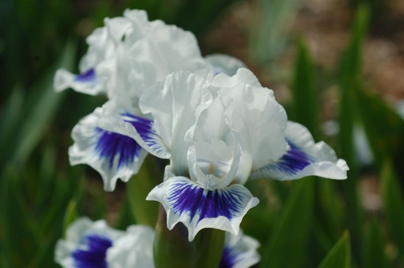 Photo of Standard Dwarf Bearded Iris (Iris 'Open Your Eyes') uploaded by Calif_Sue