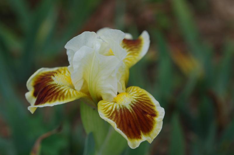 Photo of Standard Dwarf Bearded Iris (Iris 'Rosalie Loving') uploaded by Calif_Sue
