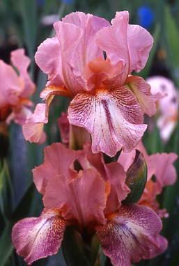 Photo of Intermediate Bearded Iris (Iris 'Pink Collage') uploaded by Calif_Sue