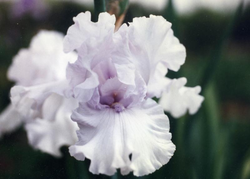 Photo of Tall Bearded Iris (Iris 'Uncle Charlie') uploaded by Calif_Sue