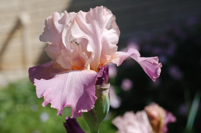 Photo of Border Bearded Iris (Iris 'Love Goes On') uploaded by Calif_Sue