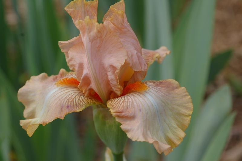 Photo of Border Bearded Iris (Iris 'Twiggy') uploaded by Calif_Sue