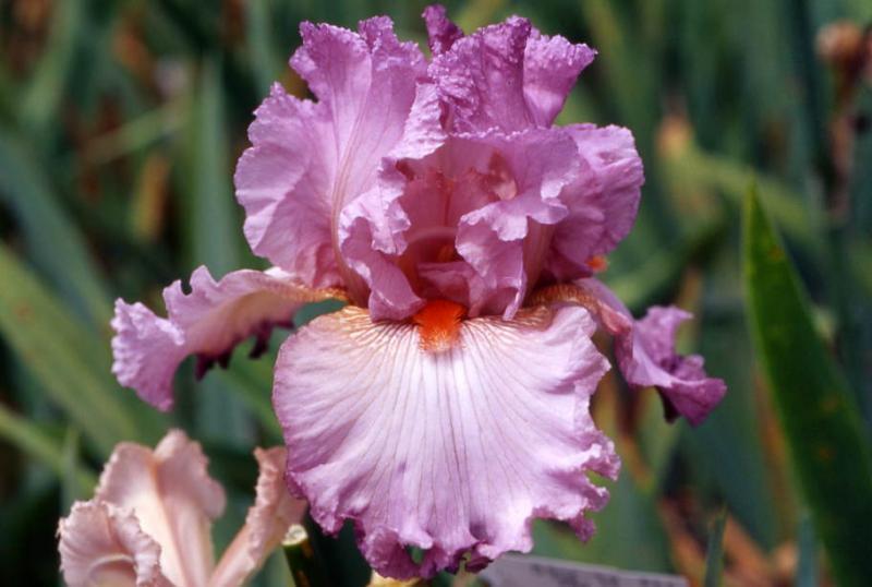 Photo of Tall Bearded Iris (Iris 'Signal Red') uploaded by Calif_Sue