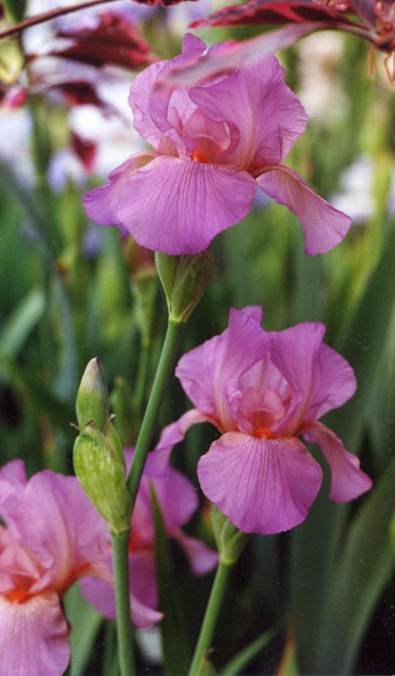 Photo of Border Bearded Iris (Iris 'Exuberance') uploaded by Calif_Sue