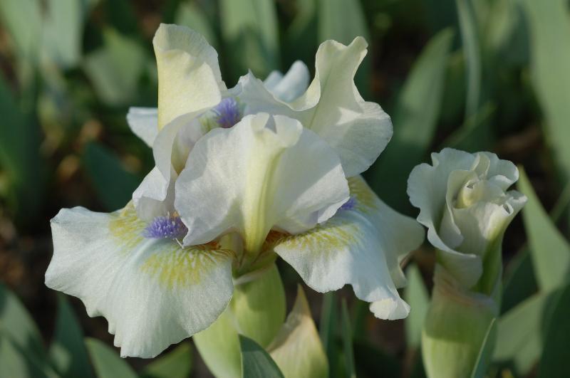 Photo of Standard Dwarf Bearded Iris (Iris 'Giggler') uploaded by Calif_Sue