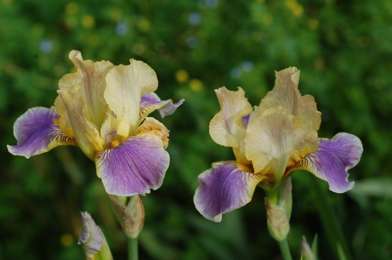 Photo of Miniature Tall Bearded Iris (Iris 'Ahdee Dahdee') uploaded by Calif_Sue
