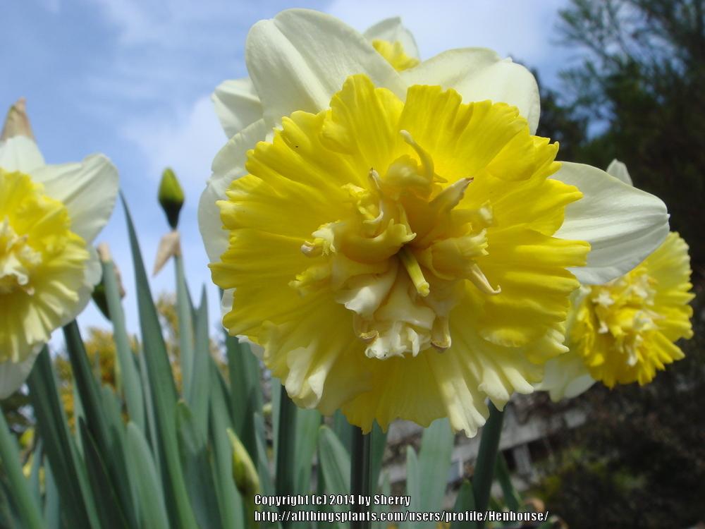 Photo of Double Daffodil (Narcissus 'Ice King') uploaded by Henhouse