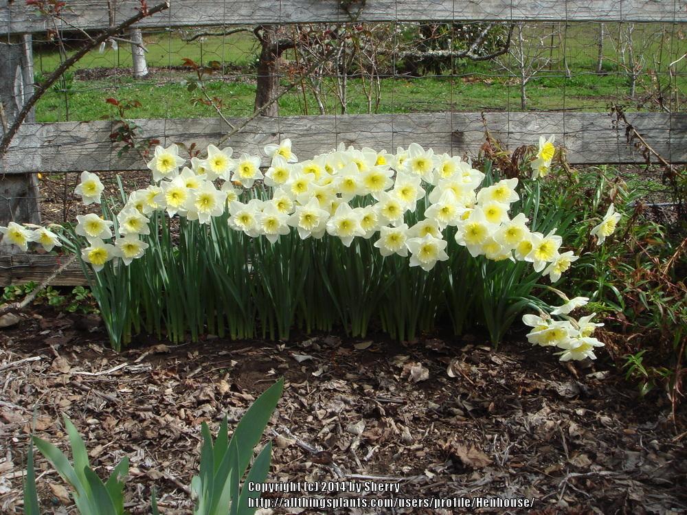 Photo of Large-Cupped Daffodil (Narcissus 'Ice Follies') uploaded by Henhouse