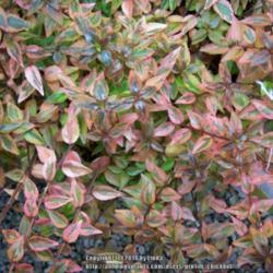 Location: Beautiful Tennessee, Barn Nursery by permission 
Date: Dec. 12, 2014
winter color