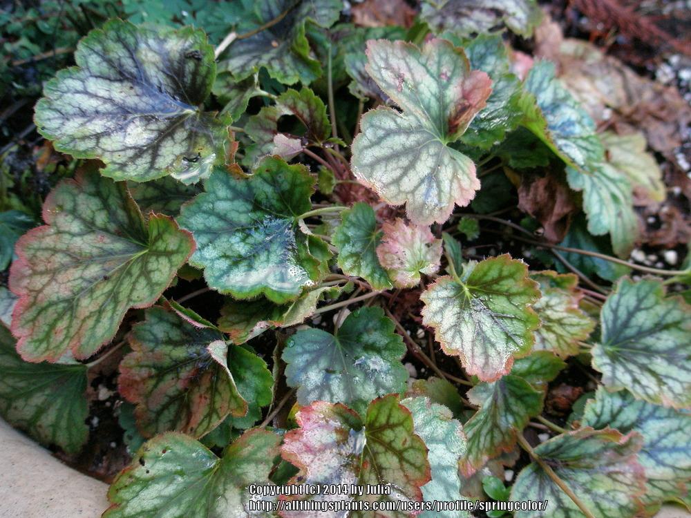 Photo of Coral Bells (Heuchera 'Carnival Cocomint') uploaded by springcolor