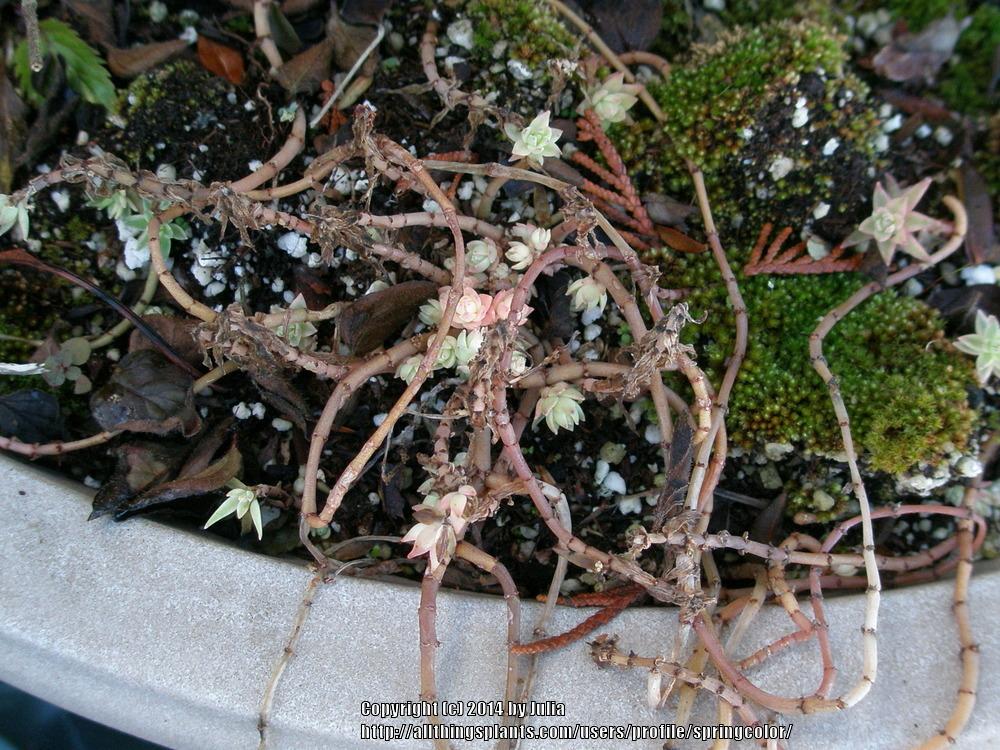 Photo of Needle Stonecrop (Sedum lineare) uploaded by springcolor