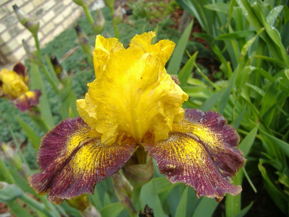 Photo of Tall Bearded Iris (Iris 'Shakedown') uploaded by tveguy3