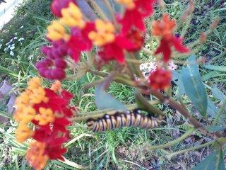 Photo of Bloodflower (Asclepias curassavica 'Silky Scarlet') uploaded by value4dollars