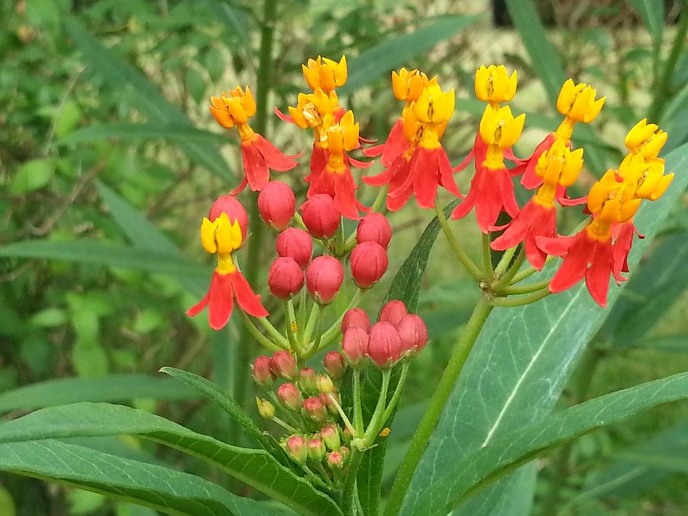 Photo of Bloodflower (Asclepias curassavica 'Silky Scarlet') uploaded by value4dollars
