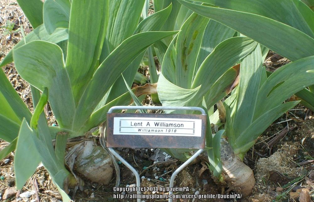 Photo of Tall Bearded Iris (Iris 'Lent A. Williamson') uploaded by DaveinPA