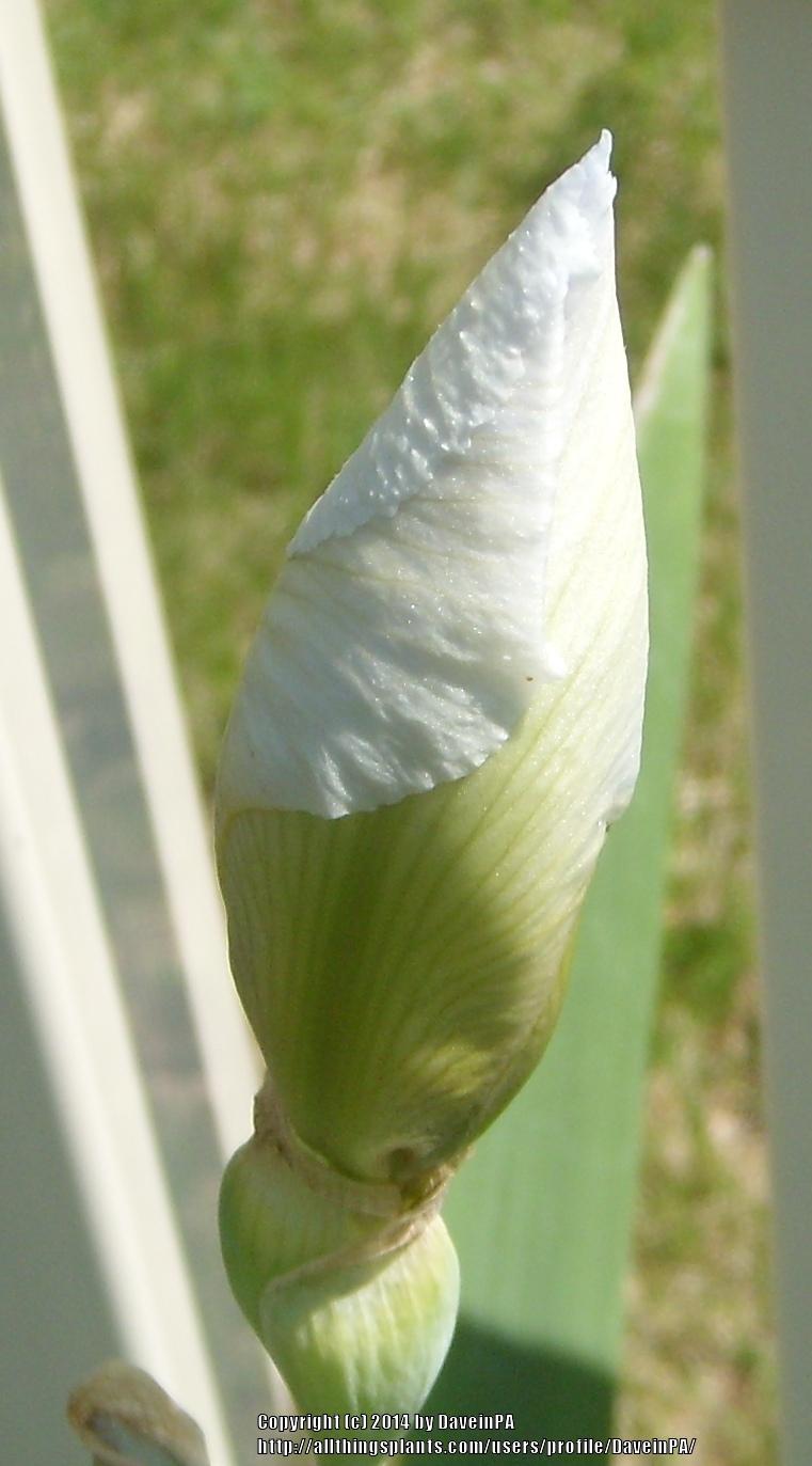 Photo of Tall Bearded Iris (Iris 'Gudrun') uploaded by DaveinPA
