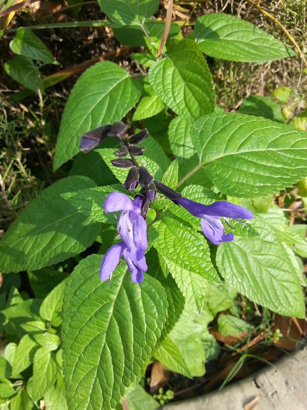 Photo of Anise-Scented Sage (Salvia coerulea 'Black and Blue') uploaded by value4dollars